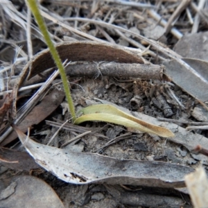 Glossodia major at Aranda, ACT - suppressed