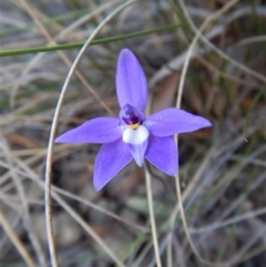 Glossodia major at Aranda, ACT - suppressed