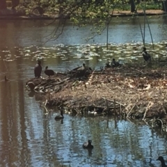 Phalacrocorax carbo at Commonwealth & Kings Parks - 1 Oct 2017 by Quantumcat