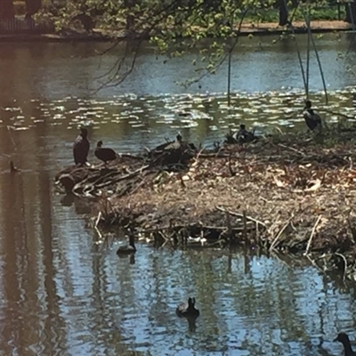 Phalacrocorax carbo at Commonwealth & Kings Parks - 1 Oct 2017 by Quantumcat