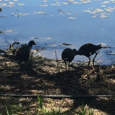 Porphyrio melanotus (Australasian Swamphen) at Mount Ainslie to Black Mountain - 1 Oct 2017 by Quantumcat