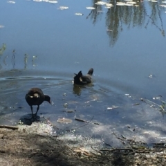 Gallinula tenebrosa (Dusky Moorhen) at Canberra, ACT - 1 Oct 2017 by Quantumcat