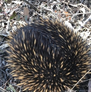 Tachyglossus aculeatus at Majura, ACT - 1 Oct 2017