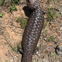 Tiliqua rugosa (Shingleback Lizard) at Majura, ACT - 1 Oct 2017 by AaronClausen