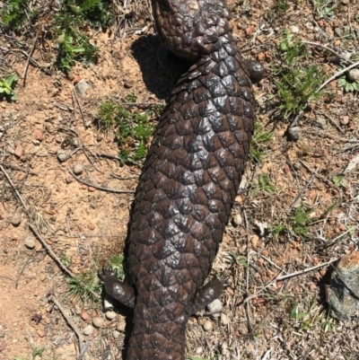 Tiliqua rugosa (Shingleback Lizard) at Majura, ACT - 1 Oct 2017 by AaronClausen