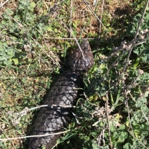 Tiliqua rugosa at Canberra Central, ACT - 1 Oct 2017