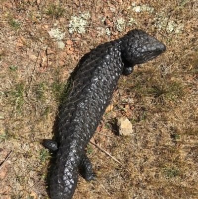 Tiliqua rugosa (Shingleback Lizard) at Mount Majura - 1 Oct 2017 by AaronClausen
