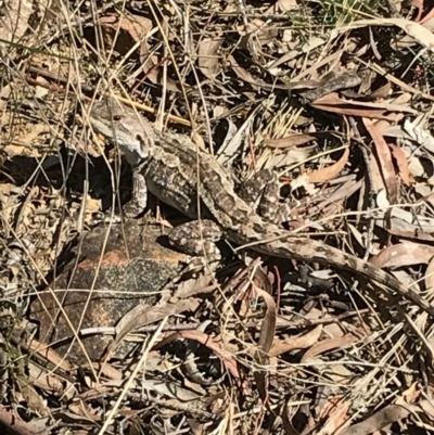 Amphibolurus muricatus (Jacky Lizard) at Mount Majura - 1 Oct 2017 by AaronClausen