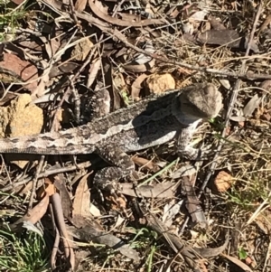 Amphibolurus muricatus at Canberra Central, ACT - 1 Oct 2017
