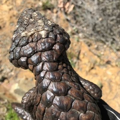 Tiliqua rugosa (Shingleback Lizard) at Mount Majura - 1 Oct 2017 by AaronClausen