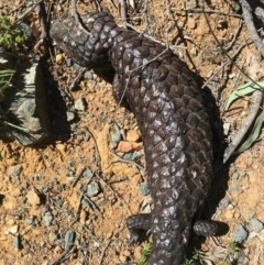 Tiliqua rugosa at Canberra Central, ACT - 1 Oct 2017 12:19 PM