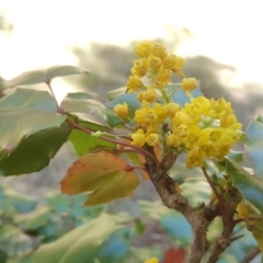 Berberis aquifolium at Isaacs, ACT - 1 Oct 2017