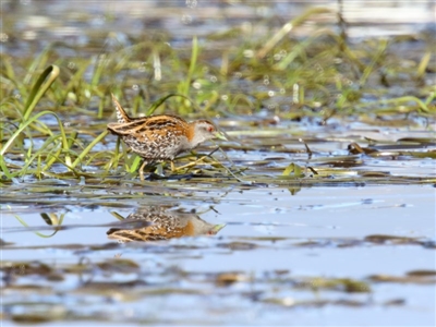 Zapornia pusilla (Baillon's Crake) at Pambula, NSW - 1 Oct 2017 by Leo