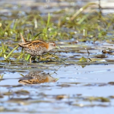 Zapornia pusilla (Baillon's Crake) at Pambula, NSW - 1 Oct 2017 by Leo