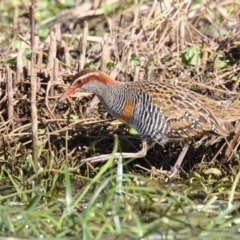 Gallirallus philippensis (Buff-banded Rail) at Pambula, NSW - 1 Oct 2017 by Leo