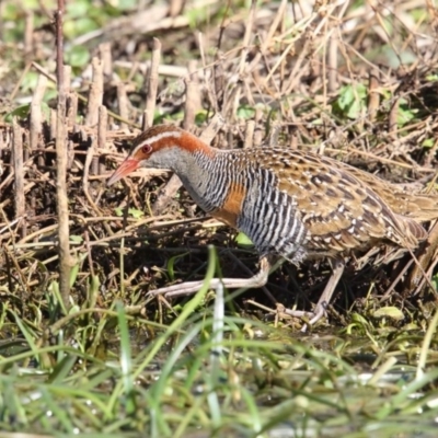 Gallirallus philippensis (Buff-banded Rail) at Panboola - 1 Oct 2017 by Leo