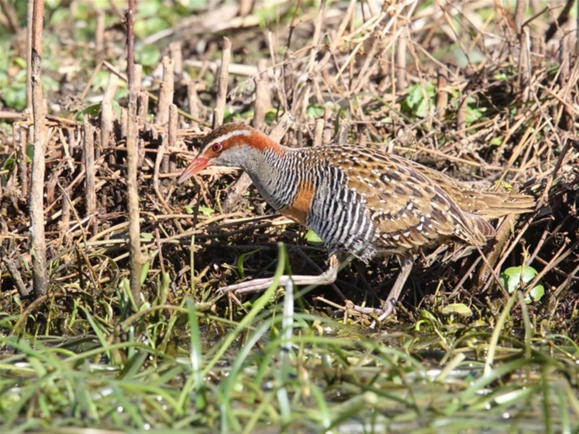 Gallirallus philippensis at Pambula, NSW - 1 Oct 2017 09:34 AM