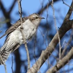 Cacomantis pallidus (Pallid Cuckoo) at Pambula, NSW - 1 Oct 2017 by Leo