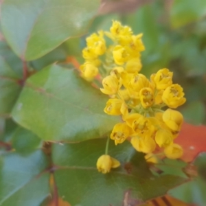 Berberis aquifolium at Isaacs, ACT - 1 Oct 2017