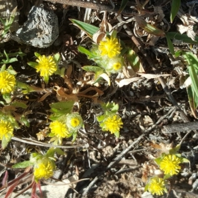 Triptilodiscus pygmaeus (Annual Daisy) at Garran, ACT - 1 Oct 2017 by Mike