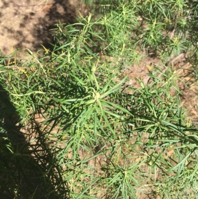 Cassinia longifolia (Shiny Cassinia, Cauliflower Bush) at Merimbula, NSW - 10 Sep 2017 by Carine