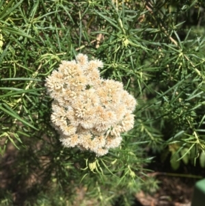 Cassinia longifolia at Merimbula, NSW - 10 Sep 2017 10:58 AM