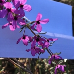 Tetratheca thymifolia at Tura Beach, NSW - 1 Oct 2017