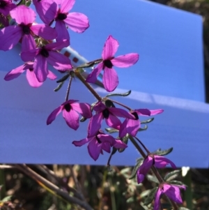 Tetratheca thymifolia at Tura Beach, NSW - 1 Oct 2017