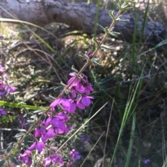 Tetratheca thymifolia at Tura Beach, NSW - 1 Oct 2017 04:25 PM