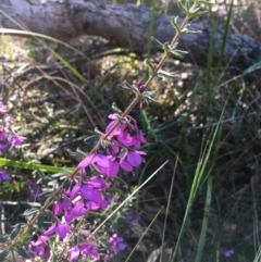 Tetratheca thymifolia at Tura Beach, NSW - 1 Oct 2017