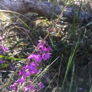 Tetratheca thymifolia at Tura Beach, NSW - 1 Oct 2017