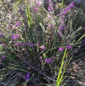 Tetratheca thymifolia at Tura Beach, NSW - 1 Oct 2017