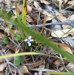 Viola hederacea (Ivy-leaved Violet) at Tura Beach, NSW - 1 Oct 2017 by Carine