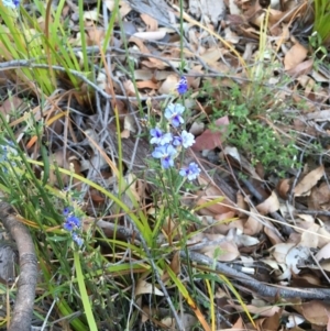 Dampiera stricta at Tura Beach, NSW - 1 Oct 2017