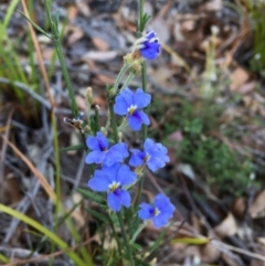 Dampiera stricta at Tura Beach, NSW - 1 Oct 2017