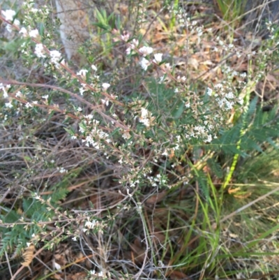 Styphelia ericoides (Pink Beard-Heath) at Tura Beach, NSW - 1 Oct 2017 by Carine