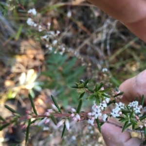 Styphelia ericoides at Tura Beach, NSW - 1 Oct 2017 04:37 PM