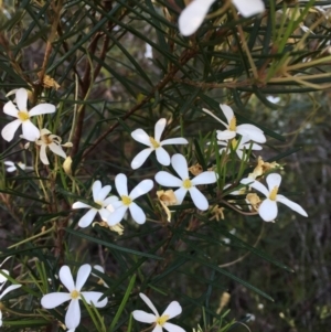 Ricinocarpos pinifolius at Tura Beach, NSW - 1 Oct 2017