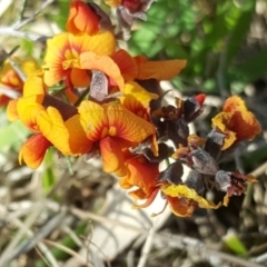 Dillwynia sp. Yetholme (P.C.Jobson 5080) NSW Herbarium at Mount Mugga Mugga - 1 Oct 2017 by Mike