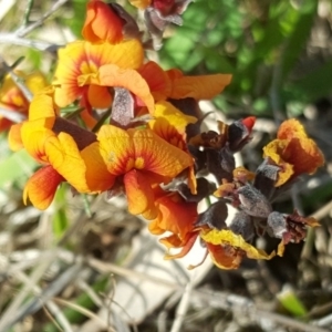 Dillwynia sp. Yetholme (P.C.Jobson 5080) NSW Herbarium at O'Malley, ACT - 1 Oct 2017