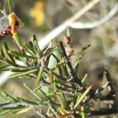 Dillwynia sp. Yetholme (P.C.Jobson 5080) NSW Herbarium at O'Malley, ACT - 1 Oct 2017