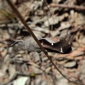 Pinara undescribed species near divisa at Belconnen, ACT - 1 Oct 2017