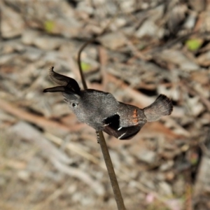 Pinara undescribed species near divisa at Belconnen, ACT - 1 Oct 2017