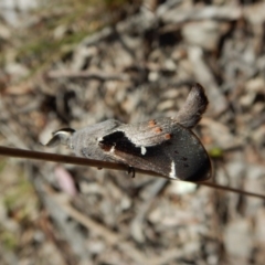 Pinara undescribed species near divisa at Belconnen, ACT - 1 Oct 2017