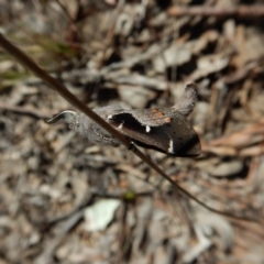 Pinara undescribed species near divisa at Belconnen, ACT - 1 Oct 2017