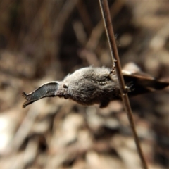 Pinara undescribed species near divisa at Belconnen, ACT - 1 Oct 2017