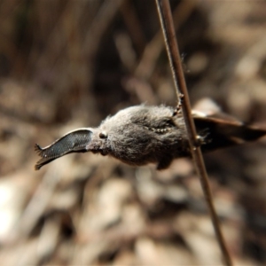 Pinara undescribed species near divisa at Belconnen, ACT - 1 Oct 2017