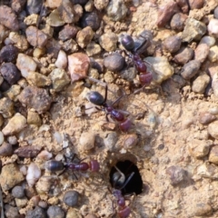 Iridomyrmex purpureus (Meat Ant) at Molonglo Valley, ACT - 1 Oct 2017 by JanetRussell
