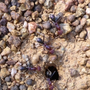 Iridomyrmex purpureus at Molonglo Valley, ACT - 1 Oct 2017