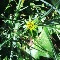 Tragopogon dubius (Goatsbeard) at Hughes, ACT - 3 Feb 2019 by ruthkerruish